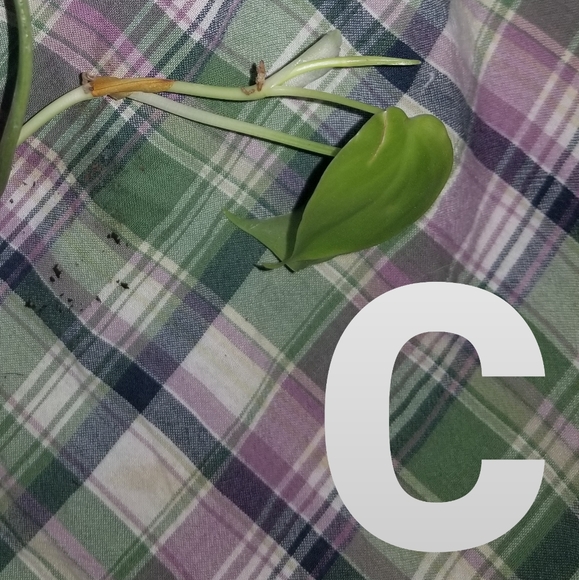 Philodendron cordatum - Picture 2 of 4